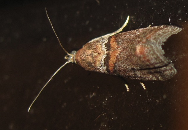 Acrobasis sp. (Pyralidae) da ID - Acrobasis cfr. repandana